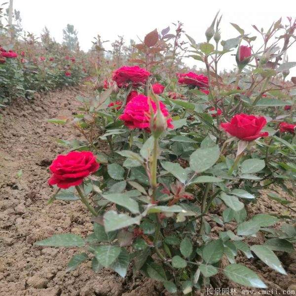 月季花图片基地实拍 月季花图片基地实拍