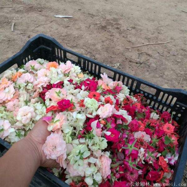 月季花图片基地实拍 月季花图片基地实拍
