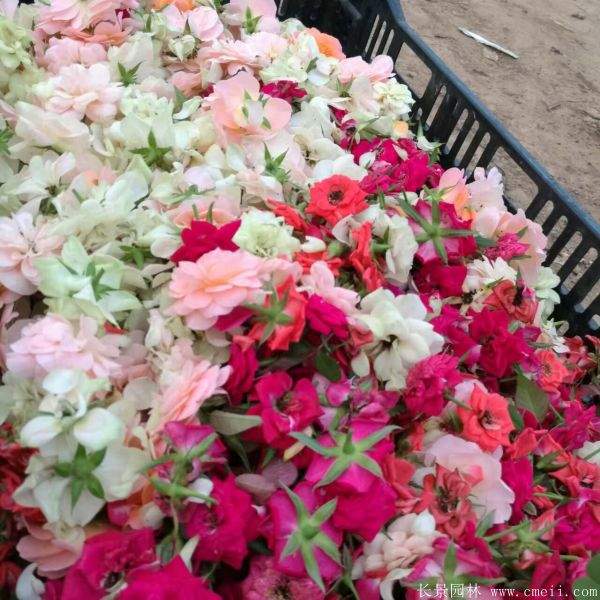 月季花图片基地实拍 月季花图片基地实拍