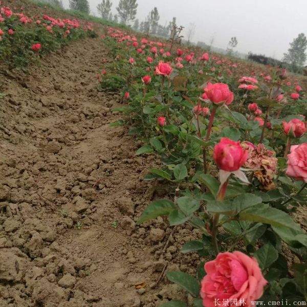 月季花图片基地实拍 月季花图片基地实拍