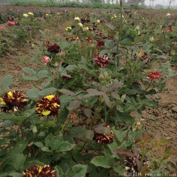 月季花图片基地实拍 月季花图片基地实拍