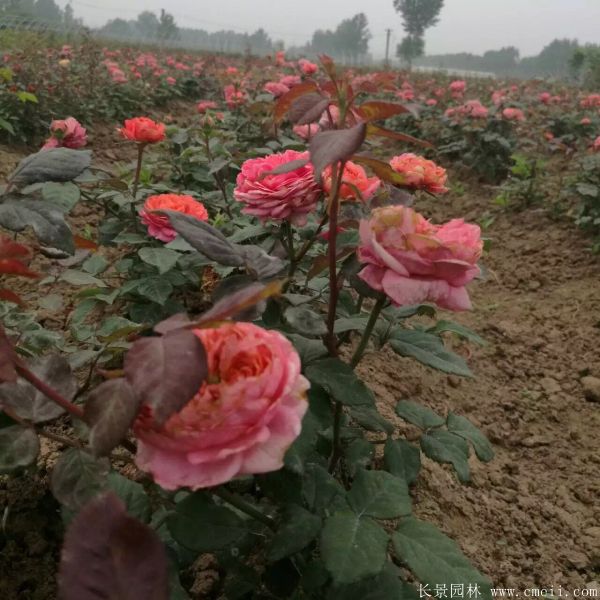 月季花图片基地实拍 月季花图片基地实拍