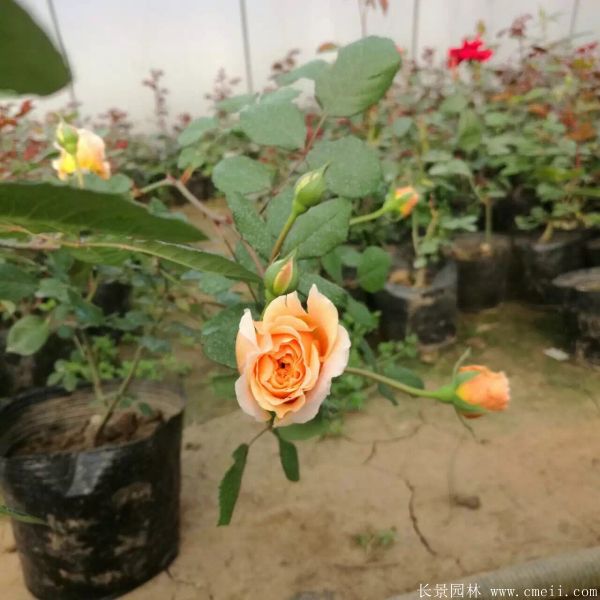 月季花图片基地实拍 月季花图片基地实拍