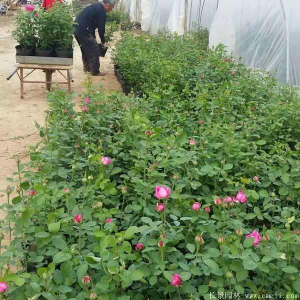 月季花图片基地实拍 月季花图片基地实拍