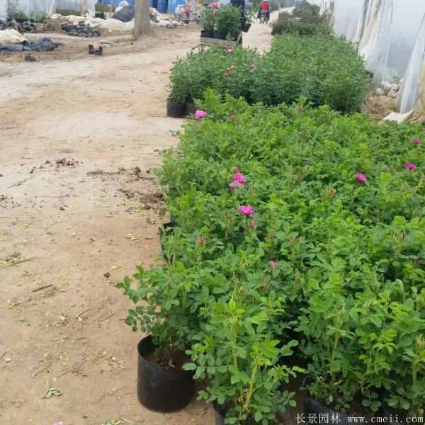 月季花图片基地实拍 月季花图片基地实拍