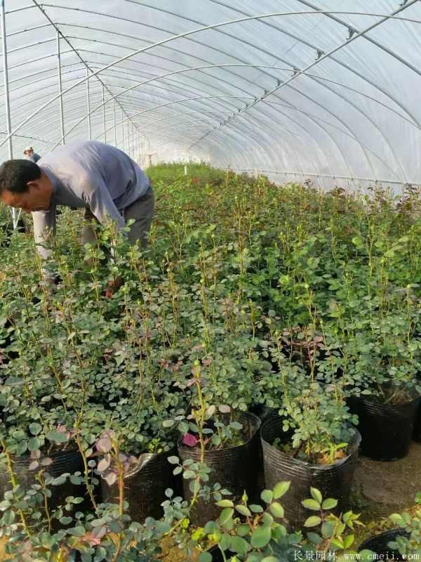 月季花图片基地实拍 月季花图片基地实拍