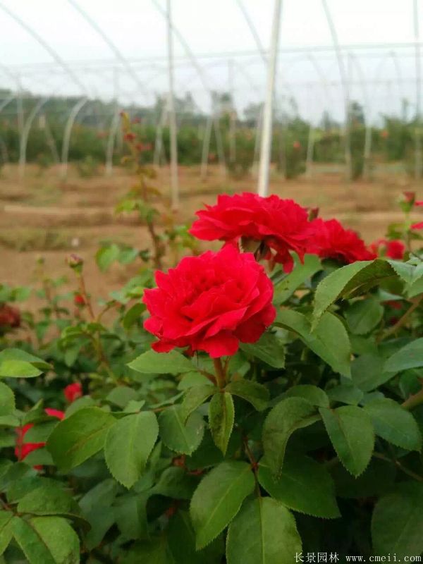 月季花图片基地实拍 月季花图片基地实拍