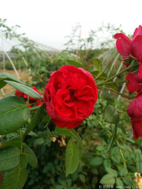 月季花图片基地实拍 月季花图片基地实拍