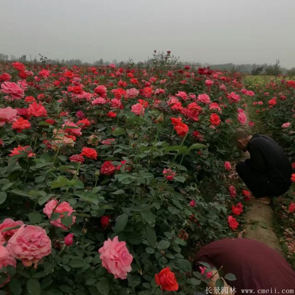 月季花图片基地实拍 月季花图片基地实拍