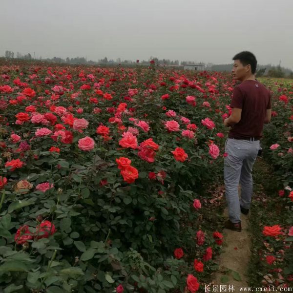 月季花图片基地实拍 月季花图片基地实拍