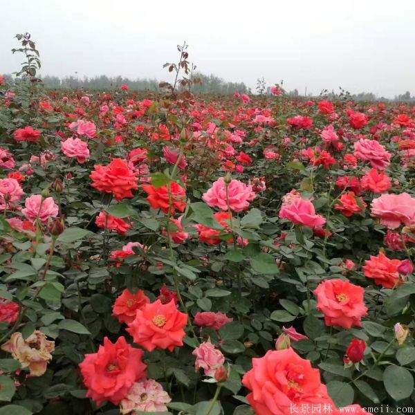 月季花图片基地实拍 月季花图片基地实拍
