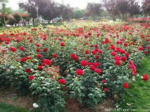 月季花图片基地实拍 月季花图片基地实拍