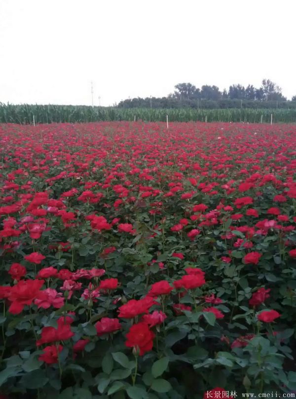 月季花图片基地实拍 月季花图片基地实拍