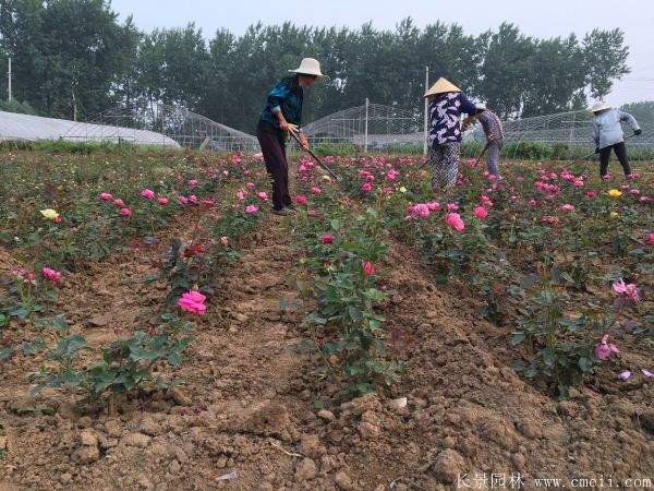 月季花图片基地实拍 月季花图片基地实拍