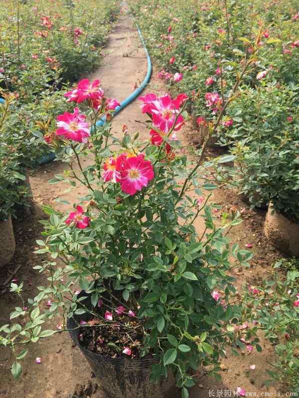 月季花图片基地实拍 月季花图片基地实拍