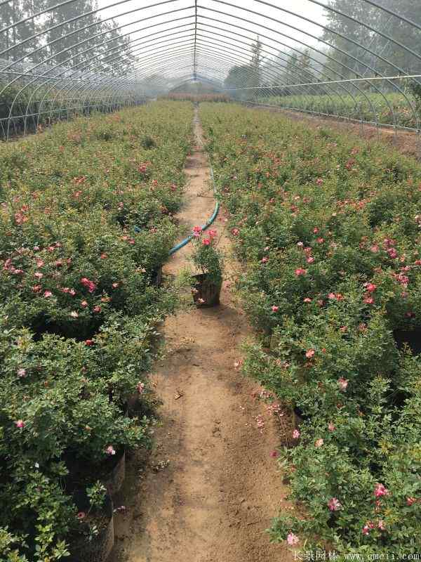 月季花图片基地实拍 月季花图片基地实拍