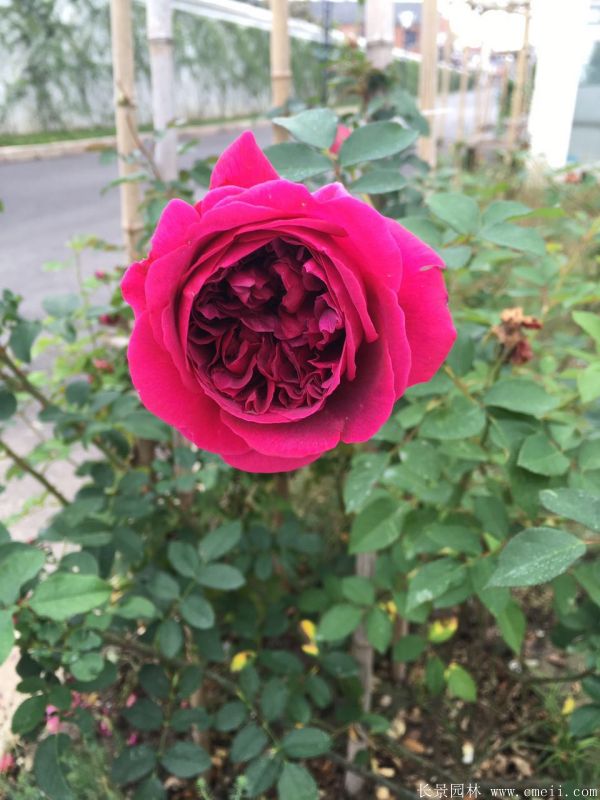 月季花图片基地实拍 月季花图片基地实拍