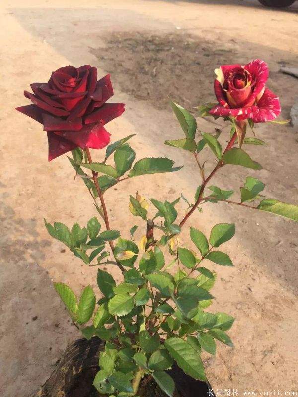 月季花图片基地实拍 月季花图片基地实拍