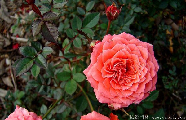 月季花图片基地实拍 月季花图片基地实拍