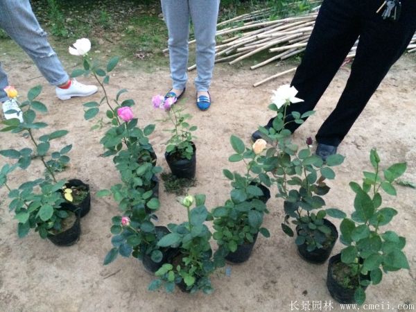 月季花图片基地实拍 月季花图片基地实拍