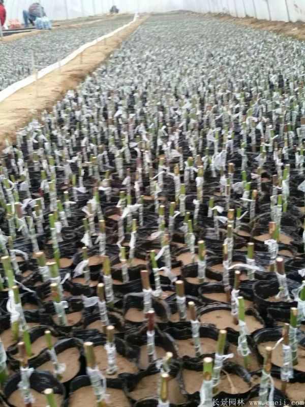 月季嫁接时图片基地实拍 月季嫁接时图片基地实拍