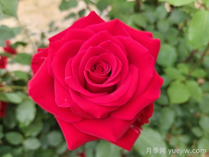 常见的乡土植物有哪些?(图1) 常见的乡土植物有哪些?(图1)