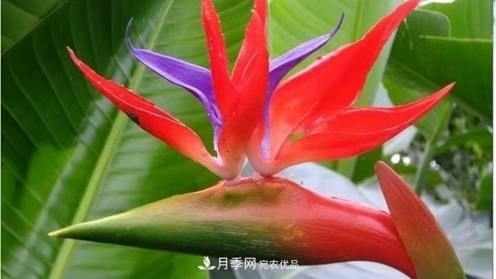 花卉名称的由来(图6) 花卉名称的由来(图6)