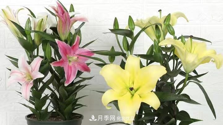 花卉名称的由来(图3) 花卉名称的由来(图3)