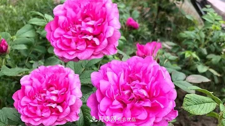 花卉名称的由来(图1) 花卉名称的由来(图1)