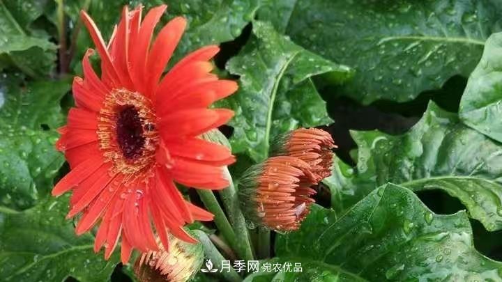 花卉名称的由来(图5) 花卉名称的由来(图5)