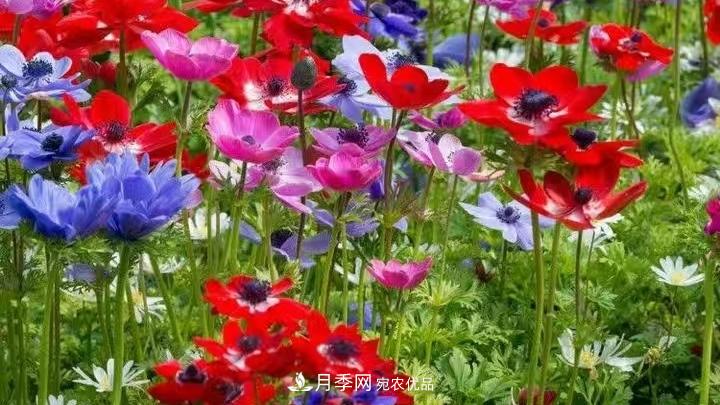 花卉名称的由来(图4) 花卉名称的由来(图4)