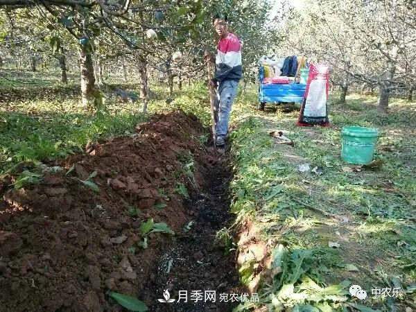 果园秋施基肥和明年花前施基肥有什么区别?(图1) 果园秋施基肥和明年花前施基肥有什么区别?(图1)