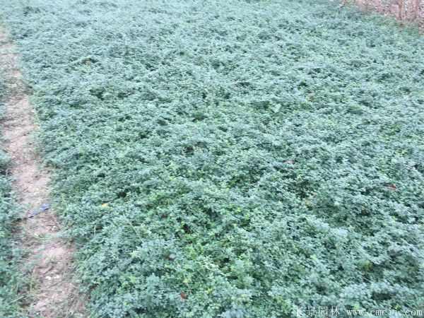 迎春花图片基地实拍 迎春花图片基地实拍