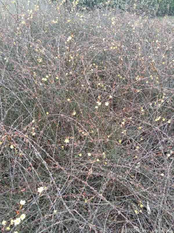 迎春花图片基地实拍 迎春花图片基地实拍
