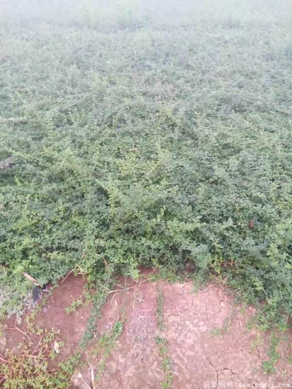 迎春花图片基地实拍 迎春花图片基地实拍