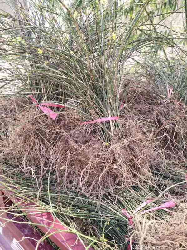 迎春花图片基地实拍 迎春花图片基地实拍