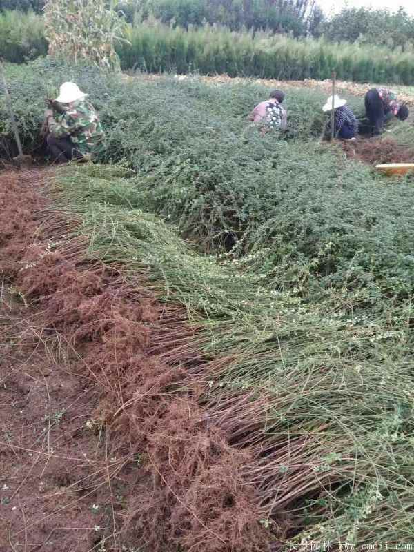 迎春花图片基地实拍 迎春花图片基地实拍