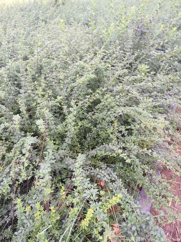 迎春花图片基地实拍 迎春花图片基地实拍