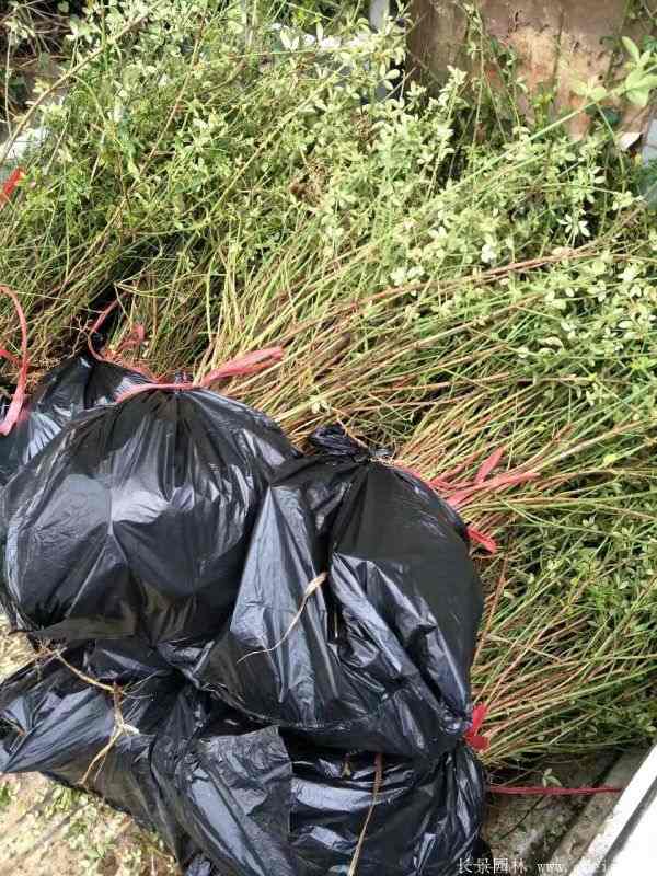 迎春花图片基地实拍 迎春花图片基地实拍