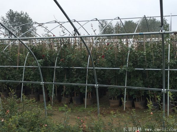 藤本月季图片基地实拍 藤本月季图片基地实拍