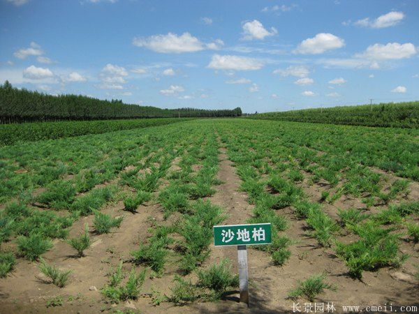 沙地柏图片沙地柏基地实拍 沙地柏图片沙地柏基地实拍