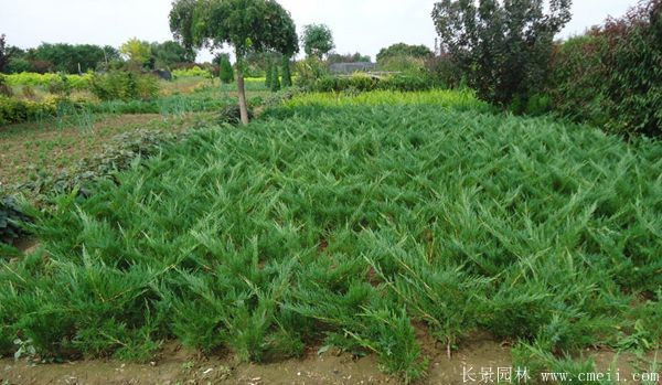 沙地柏图片沙地柏基地实拍 沙地柏图片沙地柏基地实拍