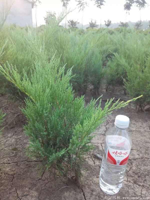 沙地柏图片沙地柏基地实拍 沙地柏图片沙地柏基地实拍