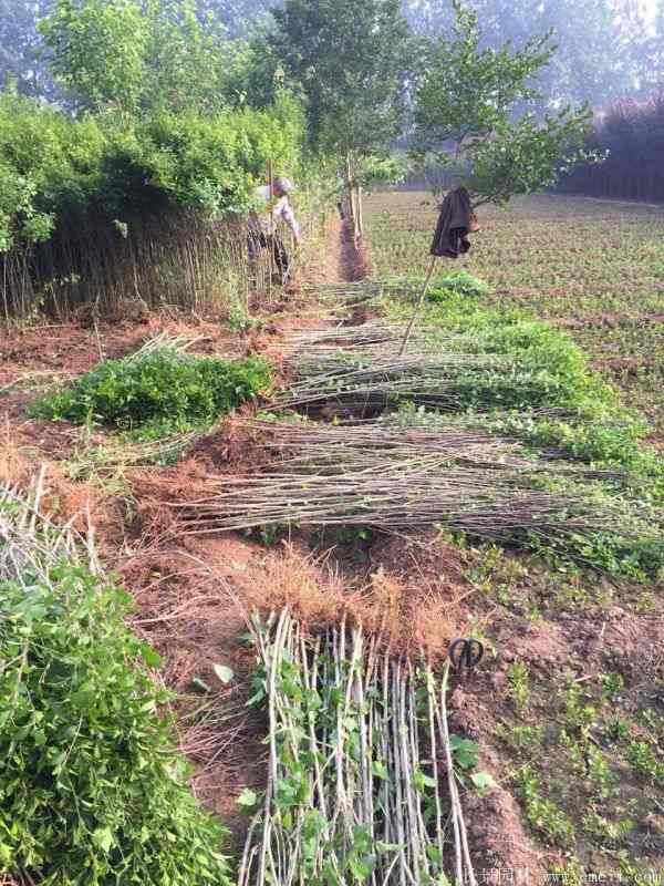大花木槿小苗图片基地实拍 大花木槿小苗图片基地实拍