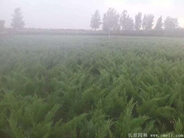 沙地柏图片沙地柏基地实拍 沙地柏图片沙地柏基地实拍