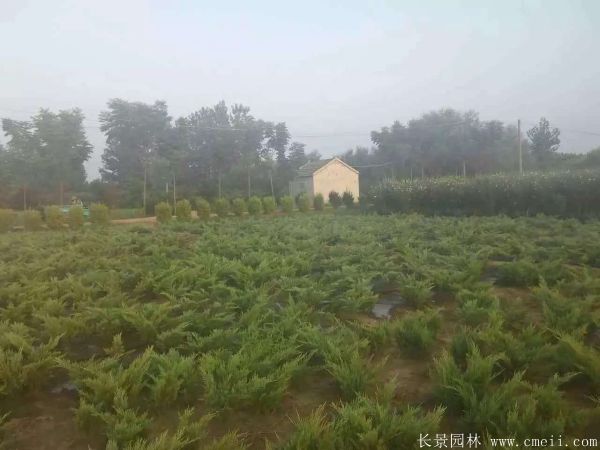沙地柏图片沙地柏基地实拍 沙地柏图片沙地柏基地实拍