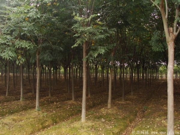 黄山栾树图片黄山栾树基地 黄山栾树图片黄山栾树基地