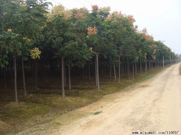 黄山栾树图片黄山栾树基地 黄山栾树图片黄山栾树基地