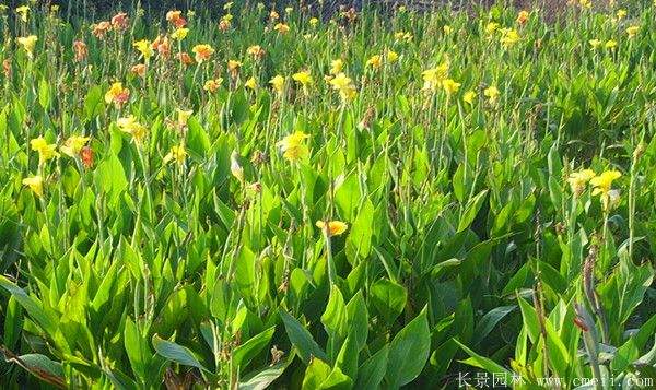 大花美人蕉基地实拍图片 大花美人蕉基地实拍图片
