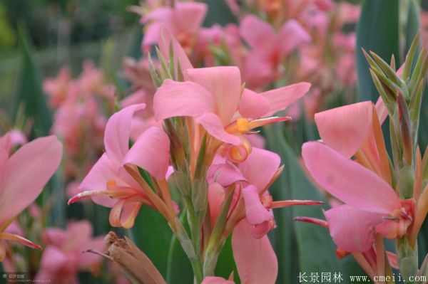 大花美人蕉基地实拍图片 大花美人蕉基地实拍图片
